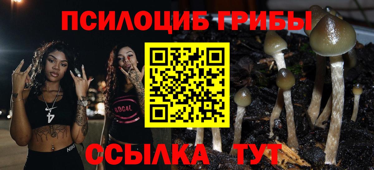 купить закладку  Псилоцибиновые грибы прущие грибы  Карачаевск  Вход с VPN  Псилоцибиновые грибы GOLDEN TEACHER 